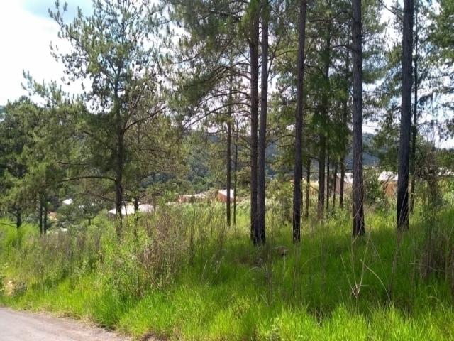 Terreno para Venda em Telêmaco Borba - 5